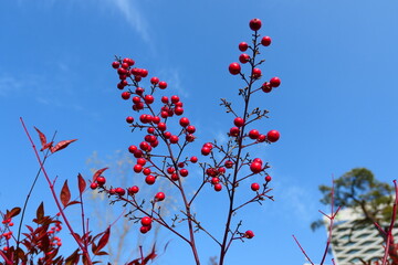 Late autumn park landscape