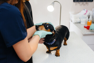 A Dachshund dog is examined and prepared for surgery at a veterinary clinic. Anesthesia for the dog