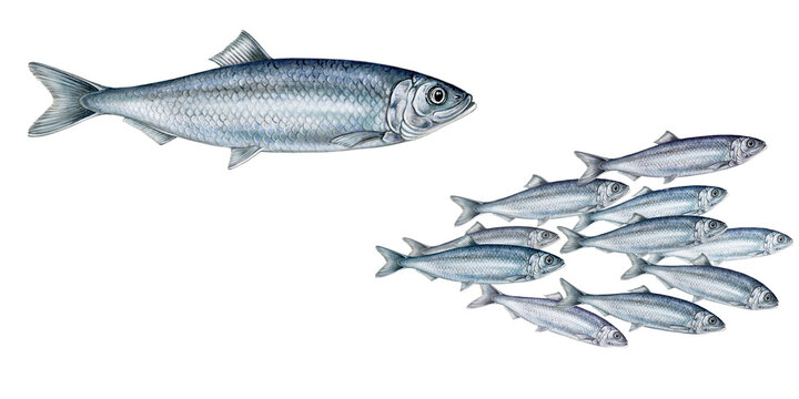 realistic illustration off herring (Clupea harengus)fish and a shoal of herrings on white, watercolor hand drawn illustration