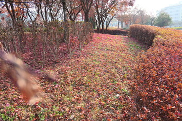 Late autumn park landscape