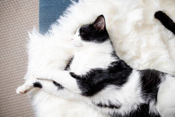 cute little cat sleeping on fluffy white  hygge concept