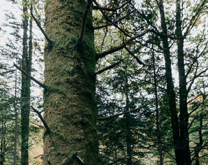 Fototapeta premium Moss covered tree trunk. Irati forest in autumn