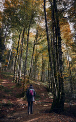 Young woman hiking in the Irati jungle. Colorful forest in autumn