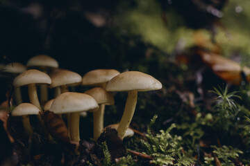 Mushrooms growing on a tree trunk in the forest. Irati forest in autumn