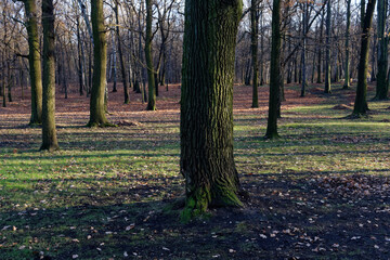 Park Kościuszki w słoneczny zimowy dzień © Miroslaw