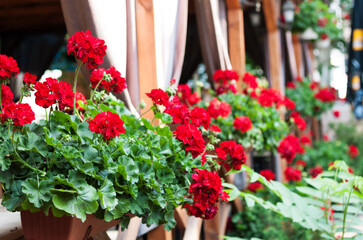 Fototapeta na wymiar red flowers in pots on a terrace in a street cafe