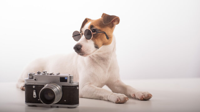 Portrait of Jack Russell Terrier dog wearing in sunglasses with a classic photo camera on a white background