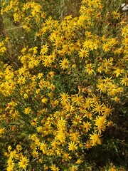 Jacobaea vulgaris, Senecio Jacob. Yellow blooming Ragwort.