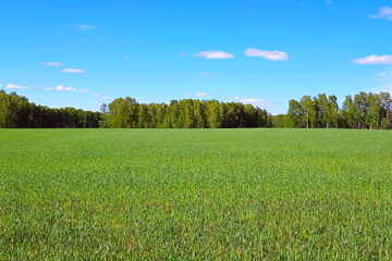 Obraz premium green field and blue sky