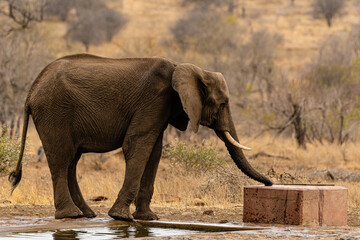 Fototapeta na wymiar Kruger National Park