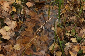 autumn leaves on the ground