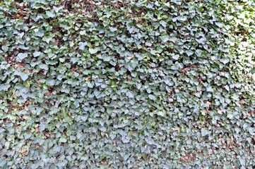 covered fence background. Green surface, natural creeping ivy plant cover.
