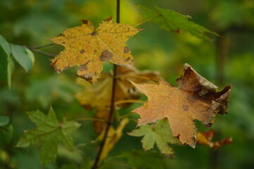 maple tree with dry brown and gfresh reen leaves in the autumn forest
