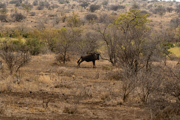 Kruger National Park