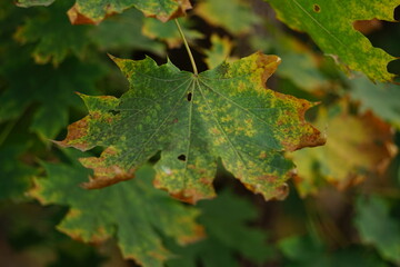 maple tree green leaves with dry brown ends in the autumn forest closeup