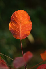 Autumn orange leaf on a tree branch in a magical sunny forest