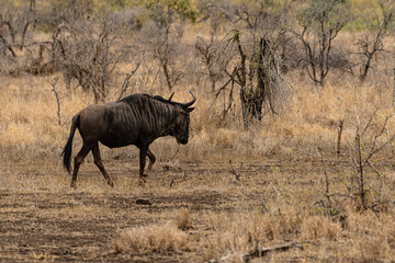 Kruger National Park