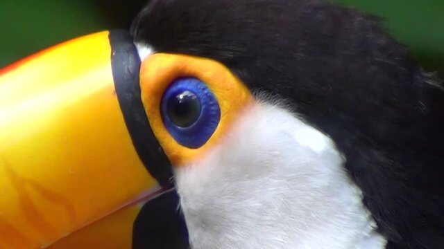 The toco toucan (Ramphastos toco) : the largest species of toucan. South America birds. Also known as Giant toucan.