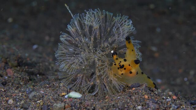Pikachu nudi - nudibranch (sea slug) - Thecacera sp. feeding on bryozoans. Macro underwater world of Tulamben, Bali, Indonesia.