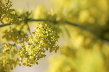 Galium verum