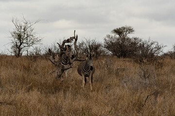 Kruger National Park