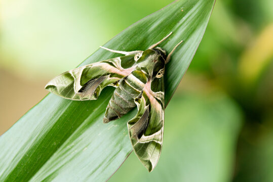 Closeup green butterfly Moth (Daphnis nerii) on leaves