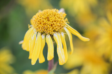 Arnica Montana