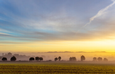 Obraz na płótnie Canvas Sunrise with fog in a field with carob trees