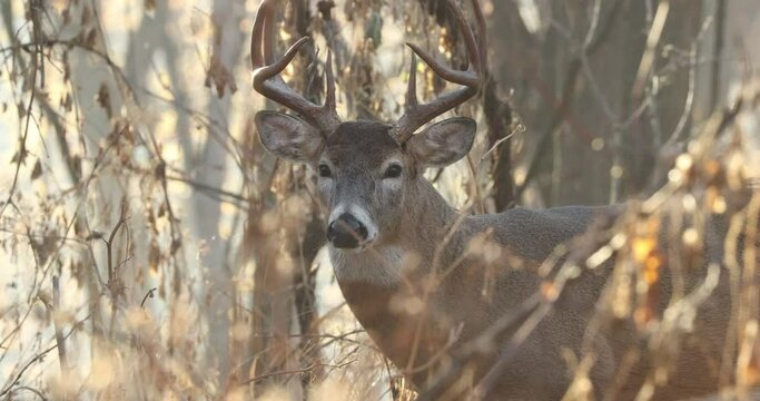 White-tailed Deer buck, snorting, steam from nostrils, taken in southern MN