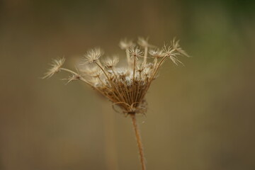 Dry dill umbrella sprout grow in the brown blurred garden.