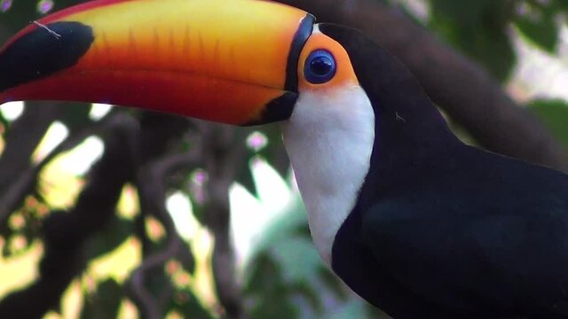 The toco toucan (Ramphastos toco) : the largest species of toucan. South America birds. Also known as Giant toucan.