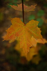 Naklejka na ściany i meble autumn maple big brown leaf grows in the forest