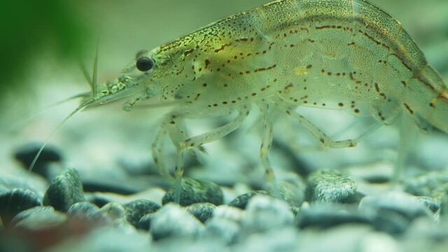 Macro shot of Freshwater Amano shrimp. Caridina multidentata.