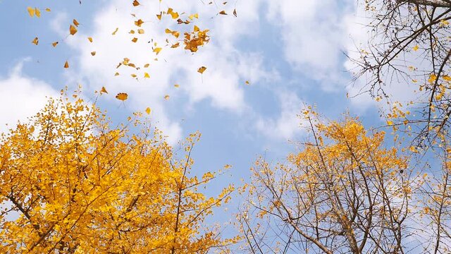 Low angle view of flying golden ginkgo biloba leaves with blue sky and ginkgo forest background, slow motion b roll footage.