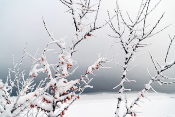 trees and rocks in snow river in ice