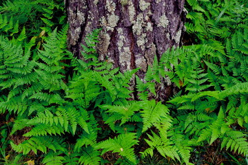 green moss on the wall