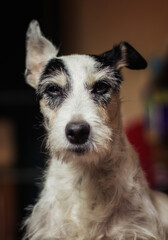 Portrait of a Terrier dog. Image with selective focus and toning. Image with noise effects. Focus on the dog's eyes.