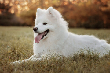 A white Samoyed dog lies on the grass. Image with selective focus and toning. Image with noise effects. Focus on the dog's eyes.
