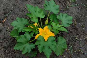 zucchini flower