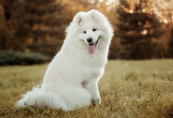 White Samoyed dog sitting on the grass. Image with selective focus and toning. Image with noise effects. Focus on the dog's eyes.