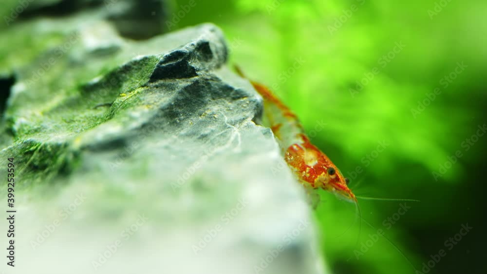 Wall mural shrimp in freshwater aquarium. neocaridina davidi or rili shrimp.