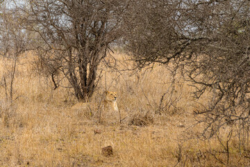 Kruger National Park
