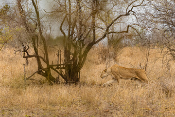 Kruger National Park