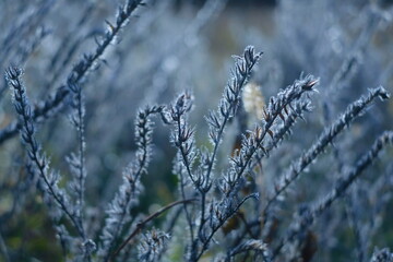 beautiful autumn grass