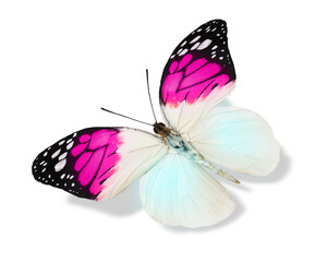 Color butterfly , isolated on the white