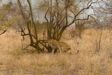 Kruger National Park