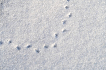 Mouse footprints in the snow, a chain of footprints on a thin layer of the first snow, background