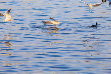 seagulls by the sea