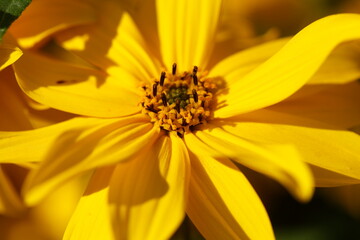 blühender Gelber Sonnenhut, Blumen, Deutschland
