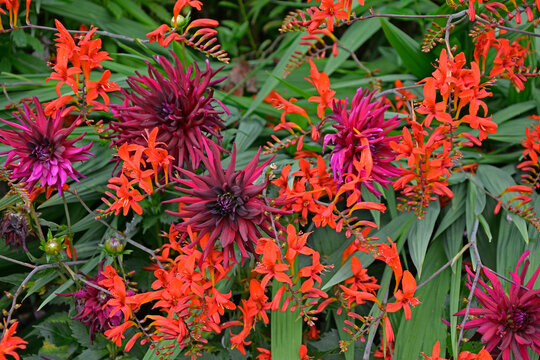 Close up of hot colored border with Crocosmia 'Lucifer' and Dahlia 'Hillerest Royal'